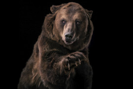 Thumbnail for 7028150