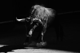 Thumbnail for 7028591