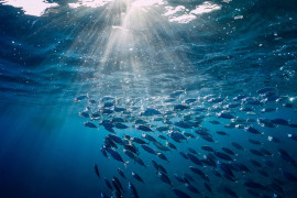 Thumbnail for 7028596