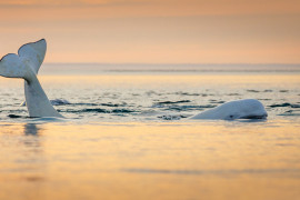 Thumbnail for 7028997