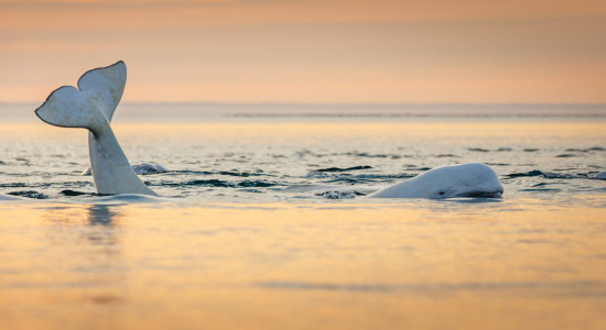 Thumbnail for 7028997