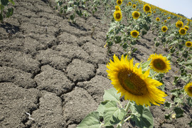 Thumbnail for 7029203