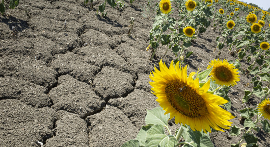 Thumbnail for 7029203