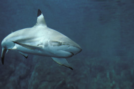 Thumbnail for 7030389