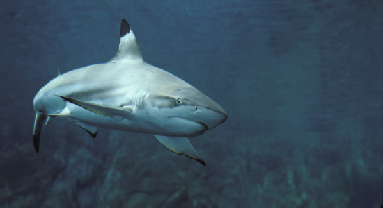 Thumbnail for 7030389