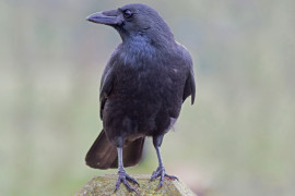 Thumbnail for 7030512