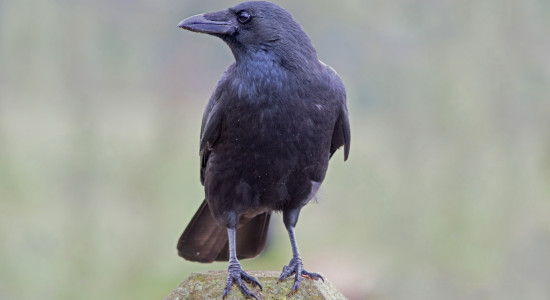 Thumbnail for 7030512