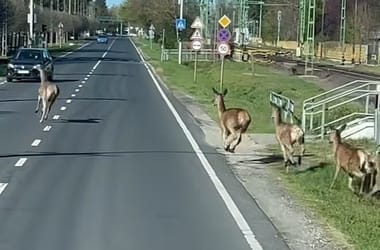 Thumbnail for 7032147