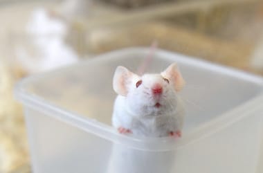 Thumbnail for 7033993