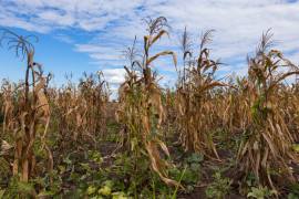 Thumbnail for 7036130