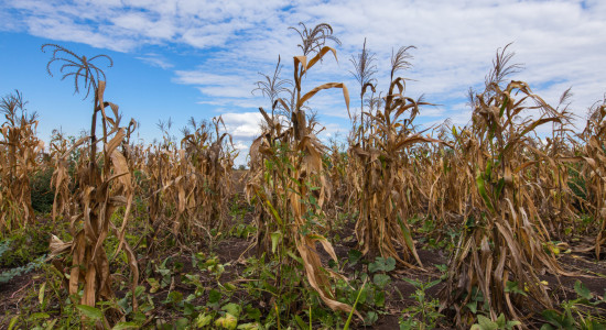 Thumbnail for 7036130