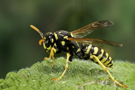 Thumbnail for 7038337