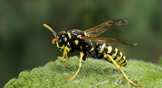 Thumbnail for 7038337