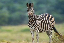 Thumbnail for 7042064