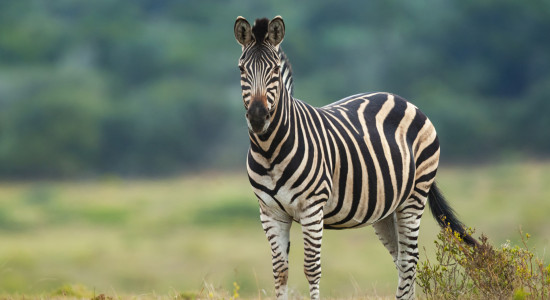 Thumbnail for 7042064