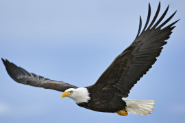 Thumbnail for 7042925