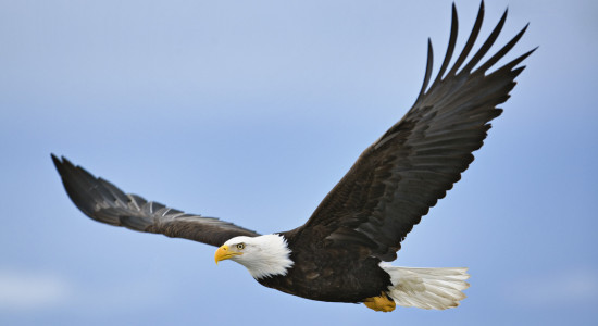 Thumbnail for 7042925