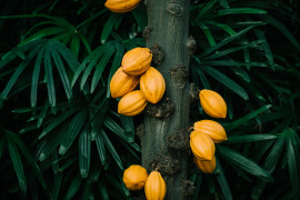 Thumbnail for 7043234