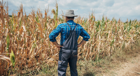 Thumbnail for 7044804