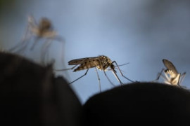 Thumbnail for 7045121