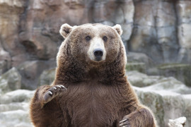 Thumbnail for 7046730