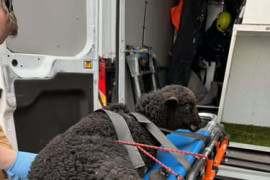 Thumbnail for 7047358