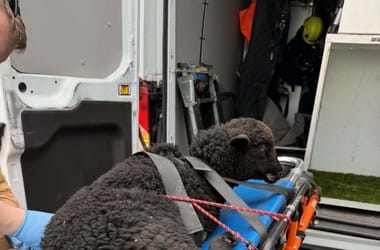 Thumbnail for 7047358