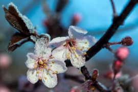 Thumbnail for 7047666