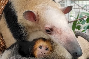 Thumbnail for 7048599