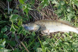 Thumbnail for 7049896