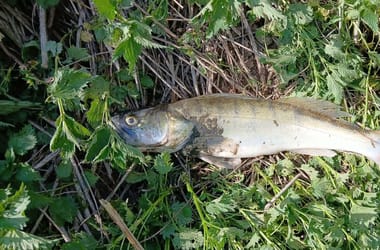 Thumbnail for 7049896