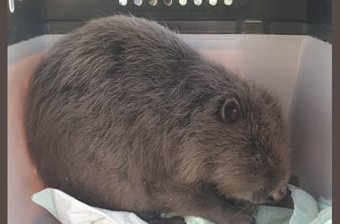 Thumbnail for 7050240