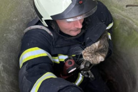 Thumbnail for 7050726