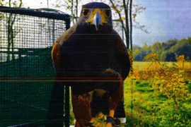 Thumbnail for 7052607