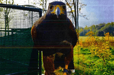 Thumbnail for 7052607