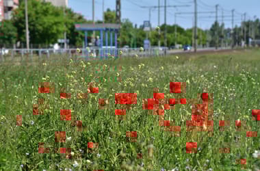 Thumbnail for 7053847