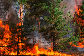 Thumbnail for 7054088