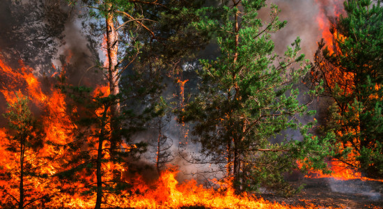 Thumbnail for 7054088