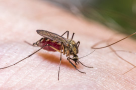 Thumbnail for 7054658