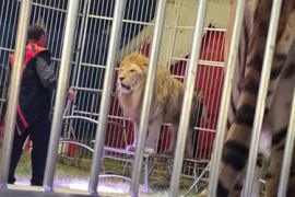 Thumbnail for 7055393