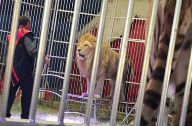 Thumbnail for 7055393