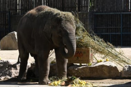 Thumbnail for 7056474