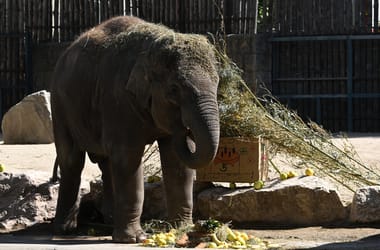 Thumbnail for 7056474