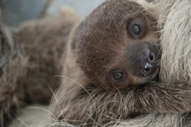 Thumbnail for 7056523