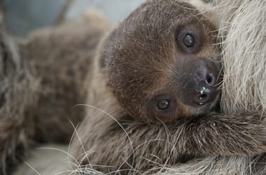 Thumbnail for 7056523