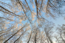 Thumbnail for 7057113