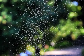 Thumbnail for 7058306