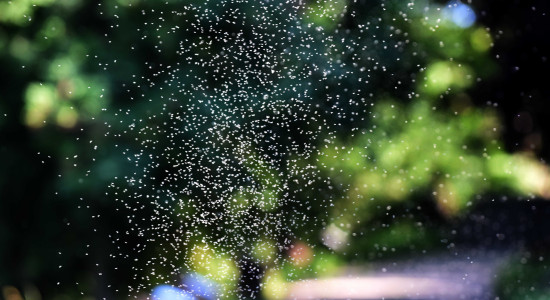 Thumbnail for 7058306