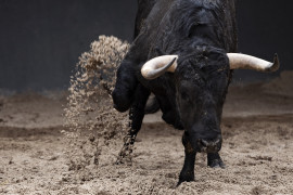 Thumbnail for 7058620