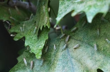 Thumbnail for 7058660